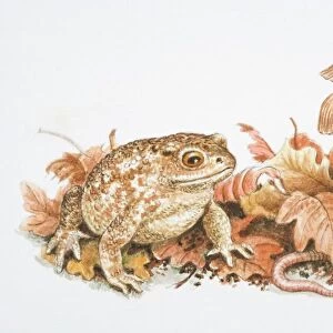 Natterjack Toad (Bufo calamita) perched on fallen leaves, next to chestnuts, rainworm and trio of mushrooms