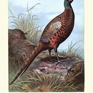 Natural History - Birds - Pheasant (Phasianus colchicus)