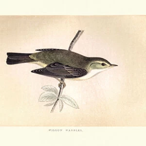 Natural history, Birds, Willow warbler