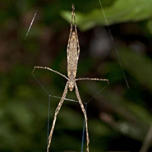 Net-casting spider of the genus Deinopsis, lying in ambush, Tiputini rain forest, Yasuni National Park, Ecuador, South America