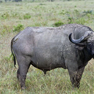 Old African Buffalo -Syncerus caffer- with purulent eye, Lake Nakuru National Park, Kenya, East Africa, PublicGround