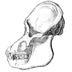 Orangutan skull engraving 1878