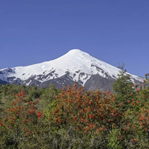 Osorno volcano, at the front a Chilean Firebush, also Notro or Ciruelillo -Embothrium coccineum-, Puerto Varas, Los Lagos Region, Chile
