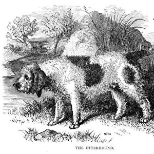 Otterhound engraving 1894