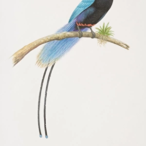 Paradisaea rudolphi, Blue Bird of Paradise perched on a tree branch