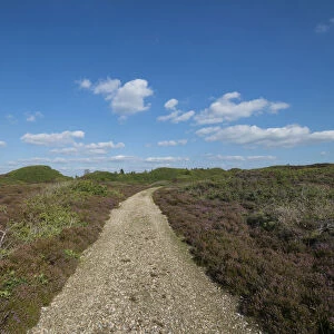 Path through heathland with typical sea clouds, Kaergard Klitplantage, Oksbol, Region of Southern Denmark, Denmark