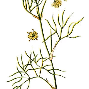 Peucedanum officinale, hogs fennel, sulphurweed, hoar strange, hoar strong, brimstonewort