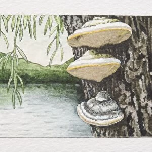 Phellinus igniarius, Grey Fire Bracket mushrooms fruiting on tree trunk, lake and mountain landscape in background