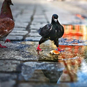 Pigeons in puddle