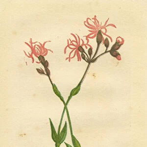 Pink red ragged robin wildflower Victorian botanical illustration by Anne Pratt