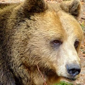 Portrait of Bear in Belitsa, Bulgaria