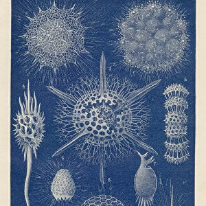 Radiolarians chromolithograph 1896