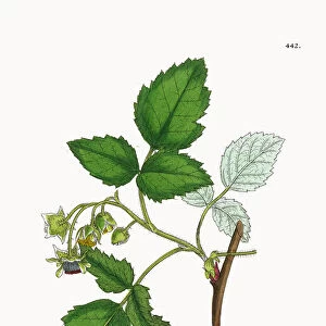 Raspberry, Rubus Idaeus, Victorian Botanical Illustration, 1863