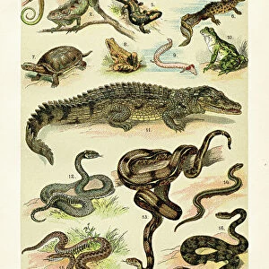 Reptiles:Flying dragon, Frog, Nile crocodile, Grass snake, Rattlesnake, Turtle illustration 1899
