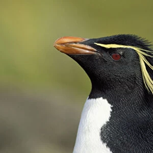 Rockhopper penguin -Eudyptes chrysocome-, Falkland Islands, Subantarctic, Antarctic