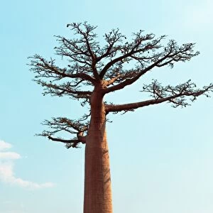 Sacred Baobab