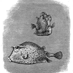 Scrawled cowfish (Acanthostracion quadricornis)