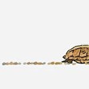 Sequence of illustrations showing tortoise slowly walking toward girl kneeling down