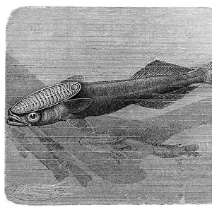 Shark sucker fish, Remora remora (Fork-tailed remora, Echeneis remora)