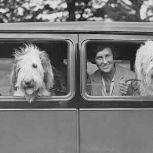 Sheepdogs In Car
