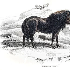 Shetland pony 1841