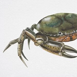 Shore Crab (Carcinus maenas) with deep green carapace