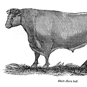 The Short horn bull 1841