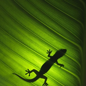 Silhouette of gekko