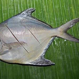 Silver pomfret fish on a banana leaf