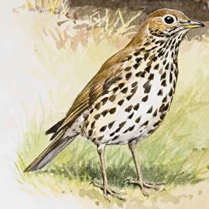 Song thrush (Turdus philomelos), standing, side view