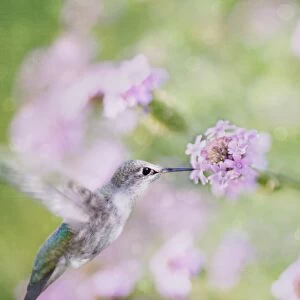 Sparkling Beauty Annas Hummingbird