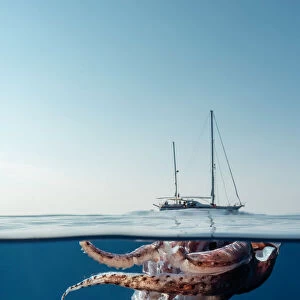 Split level view of an injured giant squid floating at the surface with a research yacht