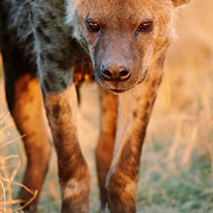 Spotted hyena (Crocuta crocuta), close-up