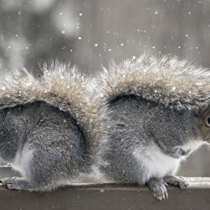 Back to back squirrels
