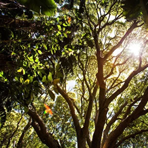 Sunlight shines through the forest canopy