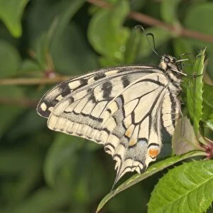 Swallowtail -Papilio machaon-, outside wings, Baden-Wurttemberg, Germany
