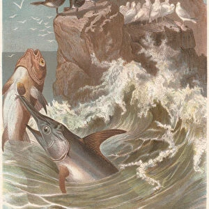 Swordfish (Xiphias gladius) at hunting, lithograph, published in 1884