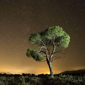 Tree isolated in the mountain a starry night