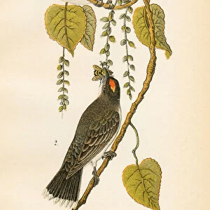 Tyrant flycatcher bird lithograph 1890