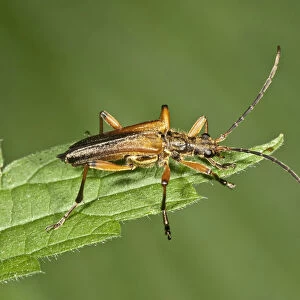 Variable Longhorn Beetle -Stenocorus meridianus-, Neubronn, Abtsgmuend, Baden-Wurttemberg, Germany