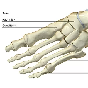 above view, anatomy, bone, bone structure, bone structure of the foot, bones, bones of the foot