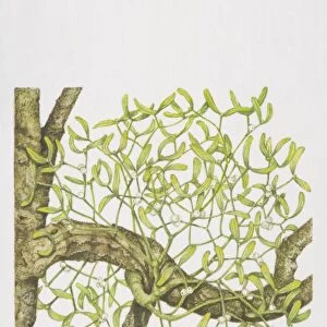Viscum album, Mistletoe growing on tree branch