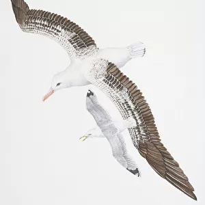 Wandering Albatross, Diomedea exulans, with white, brown and black feathers covering narrow wings, flying with smaller Herring Gull, Larus argentatus, with open beak, above view