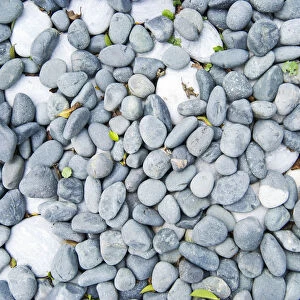 White and gray pebbles with fallen leaves
