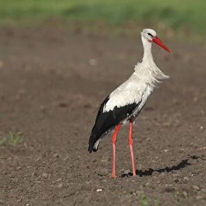 White Stork -Ciconia ciconia- standing in a field, Burgenland, Austria