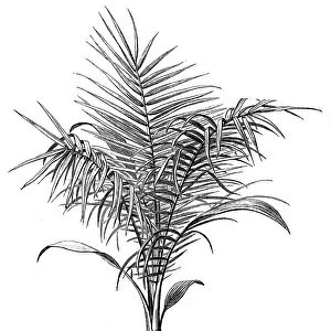 The wild date palm or Senegal date palm (phoenix reclinata)