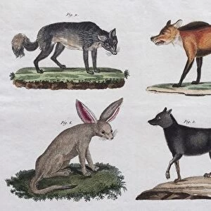 Wolves and foxes, hand-coloured copperplate engraving from Friedrich Justin Bertuch