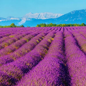 Wondeful lavender fields
