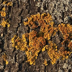 Yellow tree lichen
