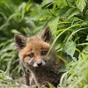 Young red fox -Vulpes vulpes-, kit, six weeks, looking curiously out of the den, Allgau, Bavaria, Germany